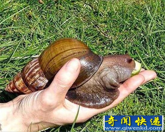 盘点!全球最恐怖生物入侵地球
