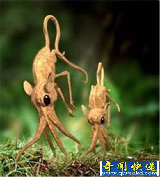 自然界中的奇异动物 用鼻子走路的大神!