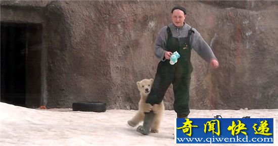动物也会抱大腿:卖萌的北极熊 为了食物也是拼了