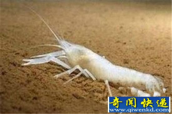 动物界六大逆天动物 最后一个令全人类羡慕