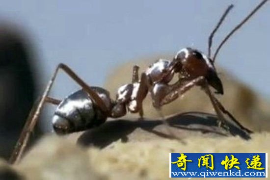动物界六大逆天动物 最后一个令全人类羡慕