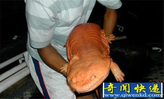 世界上最怪异的10大动物!脑袋会发光的琵琶鱼
