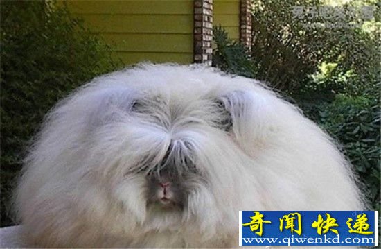 世界上最怪异的10大动物!脑袋会发光的琵琶鱼
