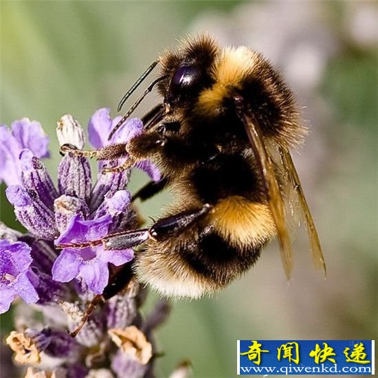 动物界惊现奇怪生物!既像鸟又像虫 自带翼服的萌物猫猴
