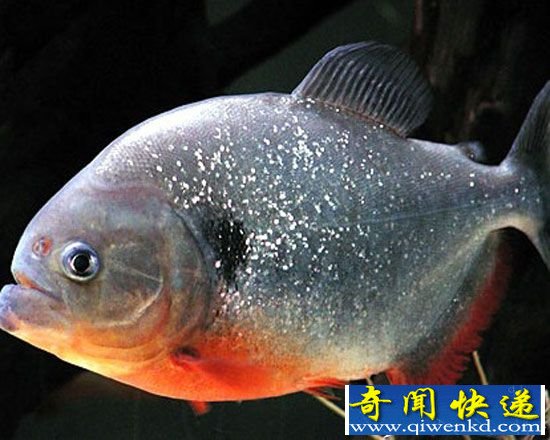 盘点全球最恐怖食人鱼:水虎鱼入侵致生态浩劫