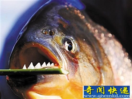 盘点全球最恐怖食人鱼:水虎鱼入侵致生态浩劫