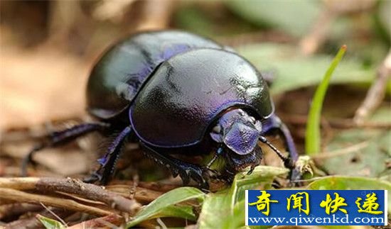 陆地动物大力士:身强体壮战斗力惊人