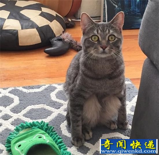这只喵星人要逆天:坐姿简直堪称神猫