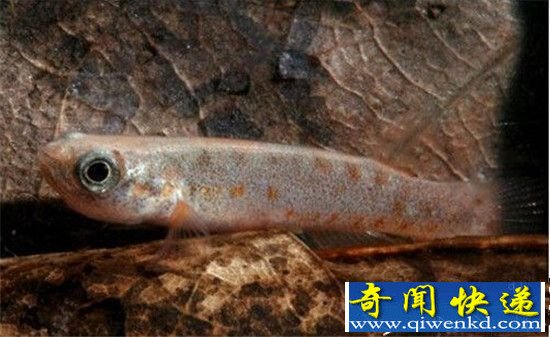 自然界超能力鱼类盘点:喷火鱼把敌人成红烧鱼!