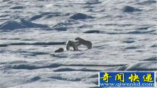 北极熊同类相残吃掉小北极熊:如此残忍原因竟是人类