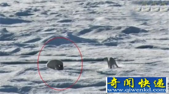 北极熊同类相残吃掉小北极熊:如此残忍原因竟是人类