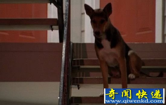 泪奔:主人遭枪杀 忠诚狼狗上演真实版《忠犬八公》