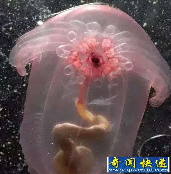 这12种诡异生物地球罕见:99%的人没见过
