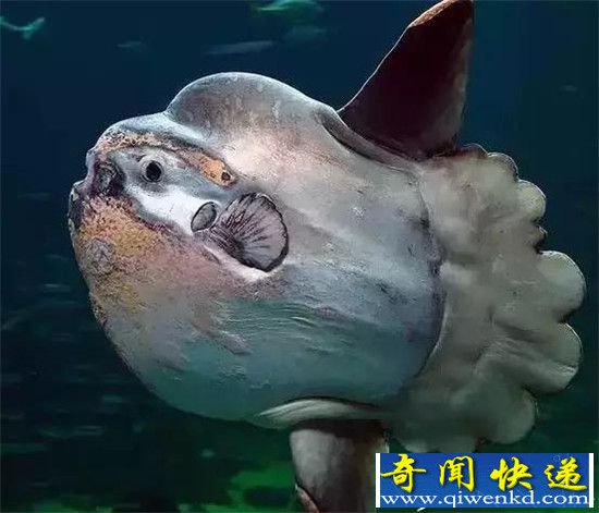 这12种诡异生物地球罕见:99%的人没见过