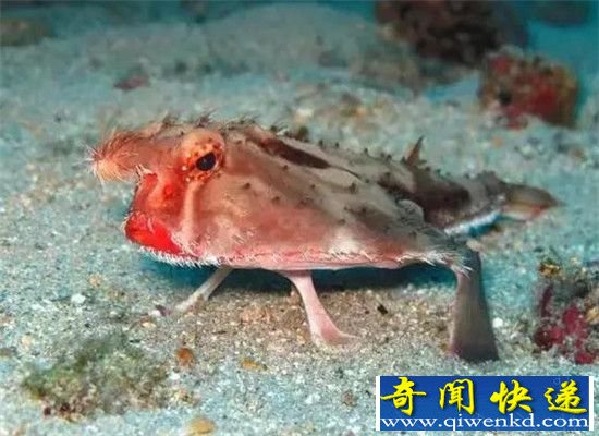 这12种诡异生物地球罕见:99%的人没见过