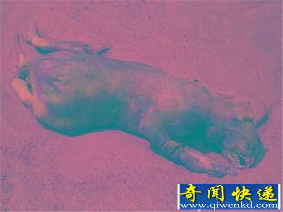 地球太危险!地球十大神秘生物吓死人