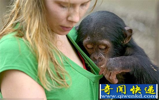 动物耍流氓调戏美女谁最强?无节操袭胸摸屁股偷窥