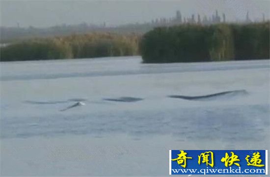 新疆红海水库水怪出没 湖中翻腾犹如巨蛇