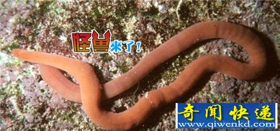 南极巨虫疯狂吞食巨型海豹:全球变暖将致人类灾难