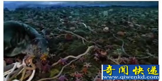 南极巨虫长达3米 盘点全球10大巨型恐怖昆虫