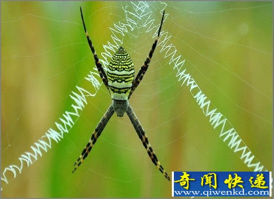 怪异蜘蛛写出英文 动物说话事件吓尿人