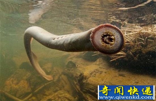 世界十大恐怖动物出炉:一个比一个恐怖的魔鬼!