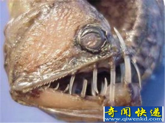 世界十大恐怖动物出炉:一个比一个恐怖的魔鬼!