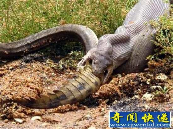 ʵʳ ൱Ҿ