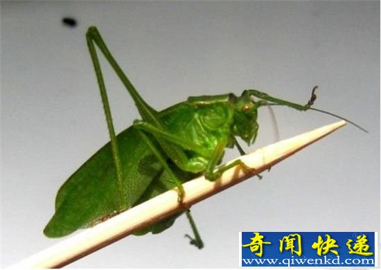 地球最让人意想不到的十大杀手:毛毛虫杀人无数!