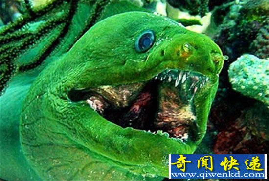 除了美人鱼:十大恐怖海怪让人后背发凉!