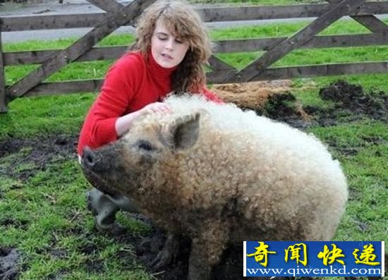 令人叹为观止 自然界中十大奇特生物