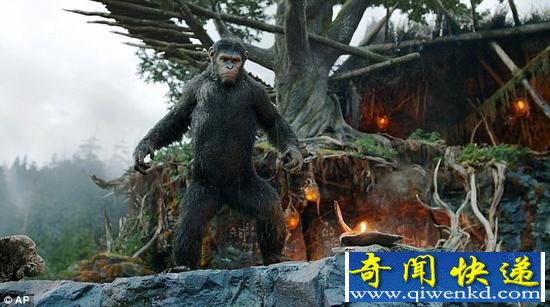 当人类遭遇到某种无法抵御的全球性疾病时,即使这种疾病只会波及少数哺乳动物,类人猿也是最容易感染的目标。图中是医疗人员正在救助埃博拉感染者。