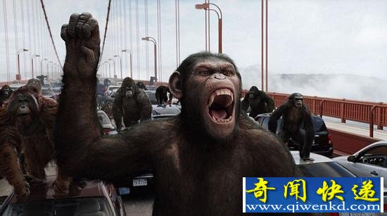 在系列电影《猩球崛起》中,我们的近亲在获得足够的时间和空间之后,发展出了语言能力,并适应了我们的技术。不过,类人猿社会很难继承人类对地球的统治,因为它们很可能在人类之前就灭绝了。
