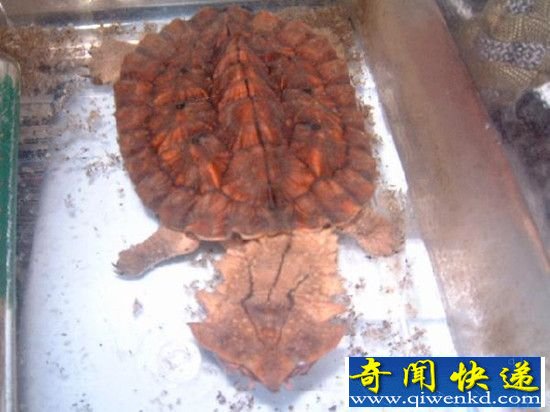 动物界十大最丑动物盘点 长相就是杀人利器