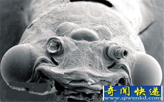 动物界十大最丑动物盘点 长相就是杀人利器