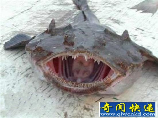 动物界十大最丑动物盘点 长相就是杀人利器