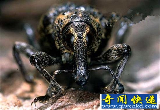 动物界十大最丑动物盘点 长相就是杀人利器