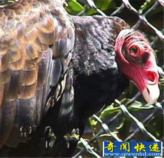 动物界十大最丑动物盘点 长相就是杀人利器