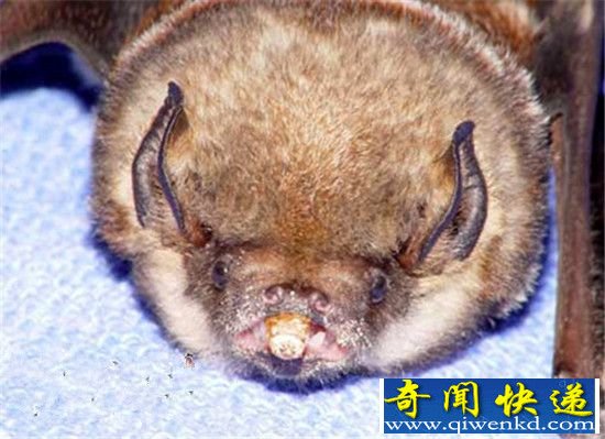 动物界十大最丑动物盘点 长相就是杀人利器