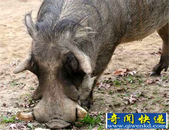 动物界十大最丑动物盘点 长相就是杀人利器