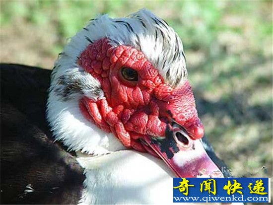 动物界十大最丑动物盘点 长相就是杀人利器