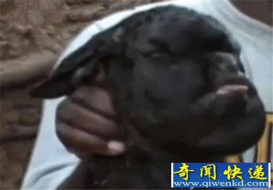 俄罗斯人脸山羊吓死饲主 村民怀疑是人羊杂交