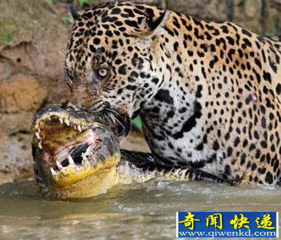 盘点动物间八场生死大战 凶猛螳螂猎食蜂雀