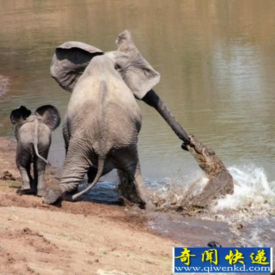 盘点动物间八场生死大战 凶猛螳螂猎食蜂雀