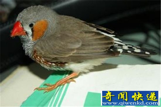 冷知识吓一跳:鸟儿竟不会放屁