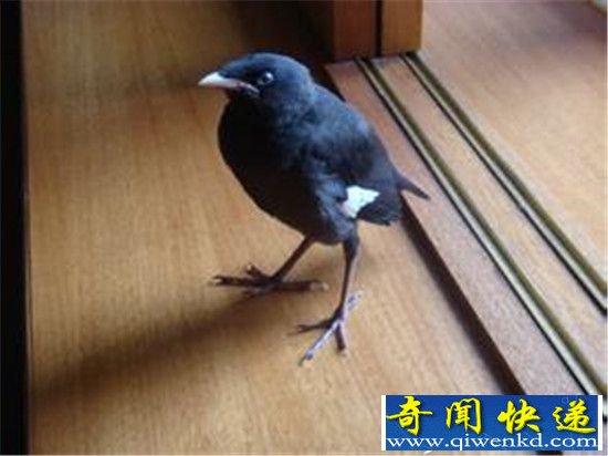 冷知识吓一跳:鸟儿竟不会放屁