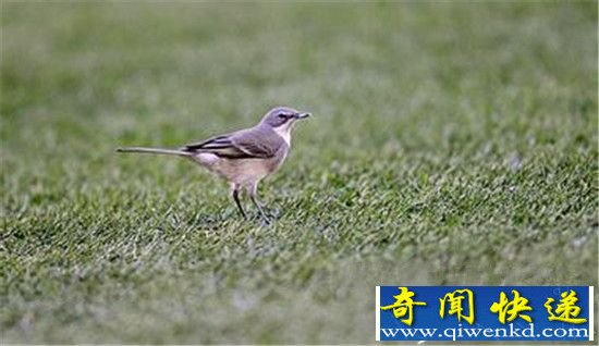 冷知识吓一跳:鸟儿竟不会放屁