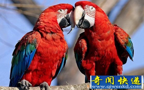 动物界十大奇事 鹦鹉语言能力已超越人类?