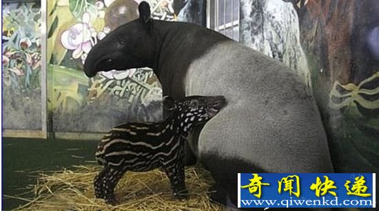 全球最神秘动物 惊爆你的眼球!