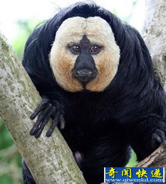 全球最神秘动物 惊爆你的眼球!